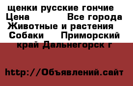 щенки русские гончие › Цена ­ 4 000 - Все города Животные и растения » Собаки   . Приморский край,Дальнегорск г.